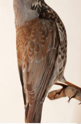 Fieldfare - Turdus pilaris